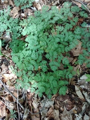 Dicentra cucullaria
