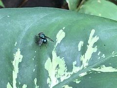 Insecta