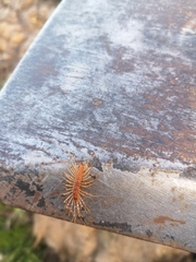 Thereuonema tuberculata