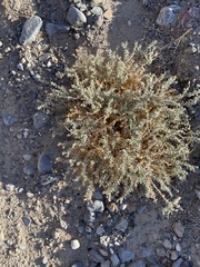 Atriplex parryi
