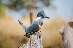 Megaceryle torquata stellata