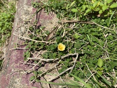 Sida rhombifolia insularis