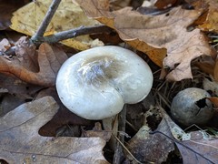 Hygrophorus occidentalis