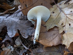 Hygrophorus occidentalis