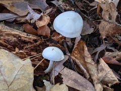 Hygrophorus occidentalis
