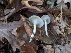 Hygrophorus occidentalis