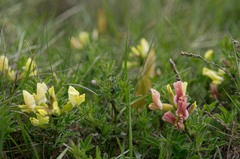 Chamaecytisus supinus