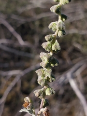 Ambrosia cordifolia