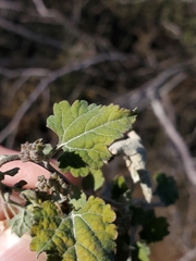 Ambrosia cordifolia