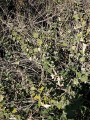 Ambrosia cordifolia