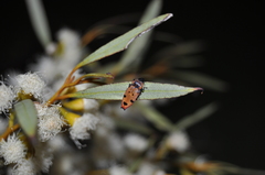 Castiarina gardnerae