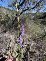 Sairocarpus pusillus