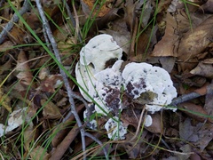 Phellodon confluens