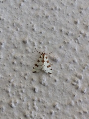 Conchylodes octonalis