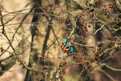 Alcedo atthis