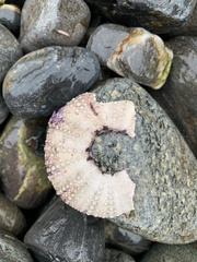 Strongylocentrotus purpuratus