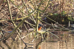 Alcedo atthis