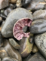 Strongylocentrotus purpuratus