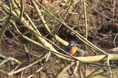 Alcedo atthis