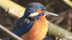 Alcedo atthis