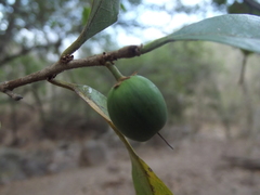 Sideroxylon persimile