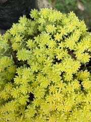 Sedum japonicum