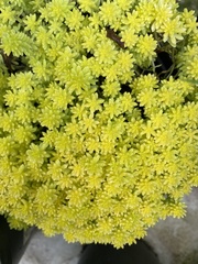 Sedum japonicum