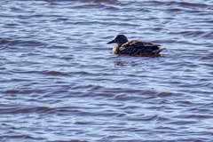 Anas platyrhynchos