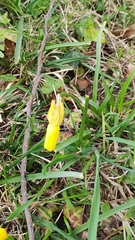 Narcissus cyclamineus