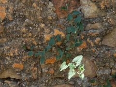Convolvulus althaeoides