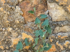 Convolvulus althaeoides