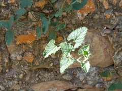 Convolvulus althaeoides
