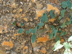 Convolvulus althaeoides