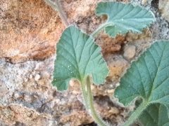 Convolvulus althaeoides