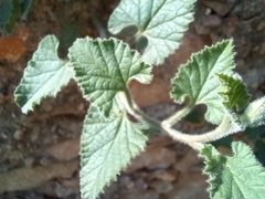 Convolvulus althaeoides