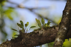 Stelis dussii