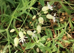 Silene vulgaris