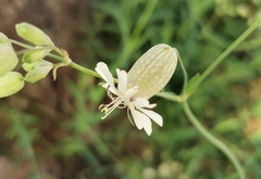 Silene vulgaris