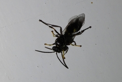 Gorytes laticinctus