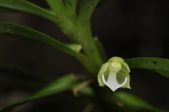 Dichaea hookeri