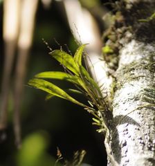 Stelis ophioglossoides