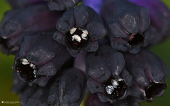 Muscari commutatum