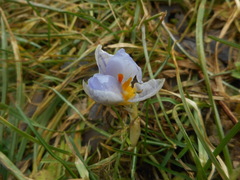 Crocus biflorus