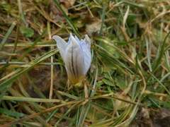 Crocus biflorus