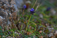 Muscari commutatum