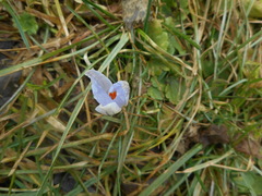 Crocus biflorus