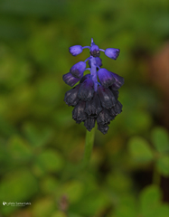 Muscari commutatum