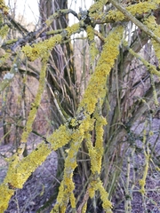 Xanthoria parietina