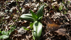 Himantoglossum hircinum