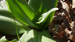 Himantoglossum hircinum